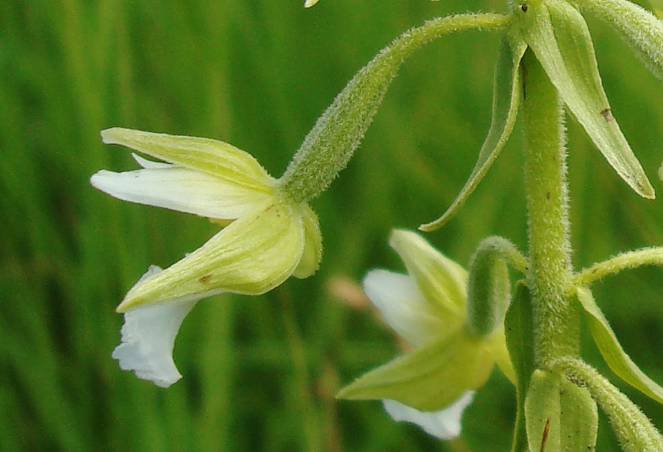 Epipactis palustris albina (quasi...)